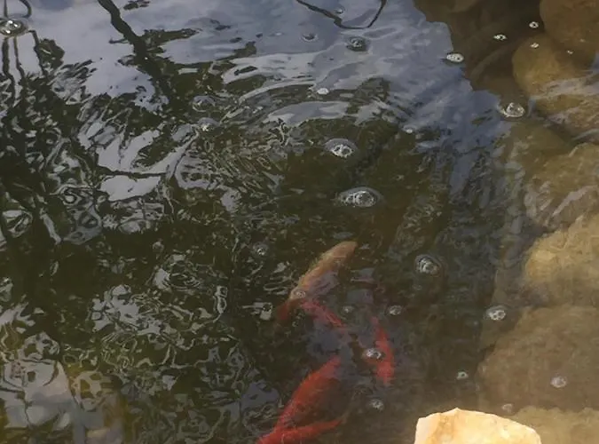 Lelle-kert 01 Apartmán Balatonlelle