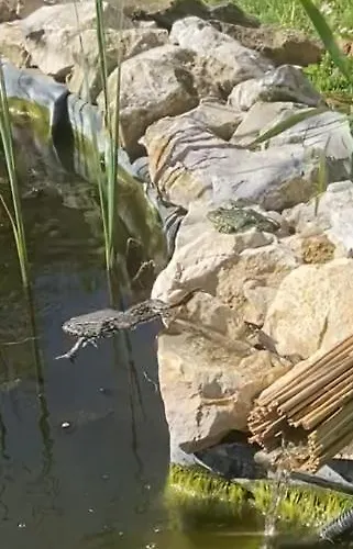 شقة Lelle-kert 01